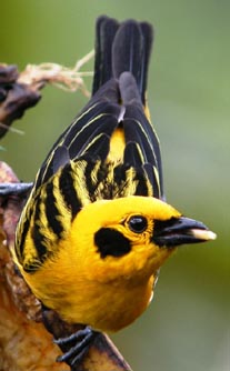 tandayapa milpe birding bird watcing tours ecuador